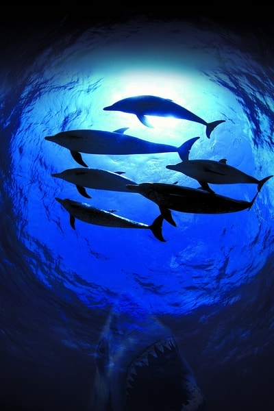 http://m.omega3-ala.com/pics/default/download/ccd503c5bc29f6dfffb44ef71d145c0a.jpg