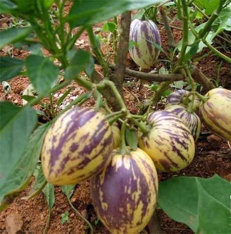 http://m.omega3-ala.com/pics/default/download/d39b93410e7fa45629301488a73592b5.jpg