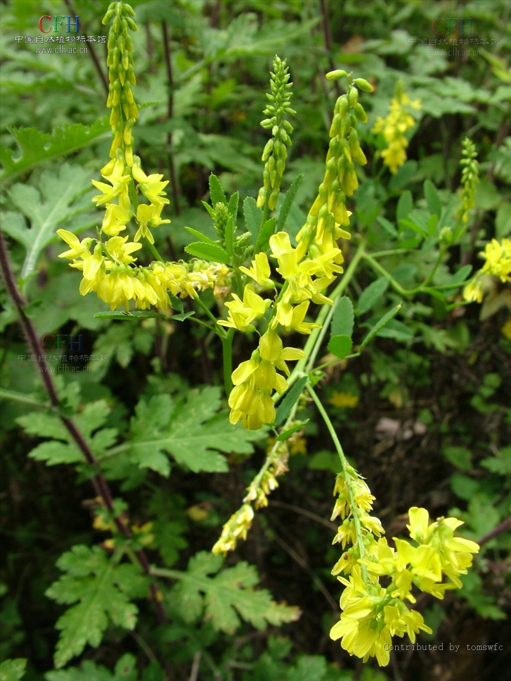 http://m.omega3-ala.com/pics/default/download/d8cb63bfa1b9554bd8ca2a58000a82a7.jpg