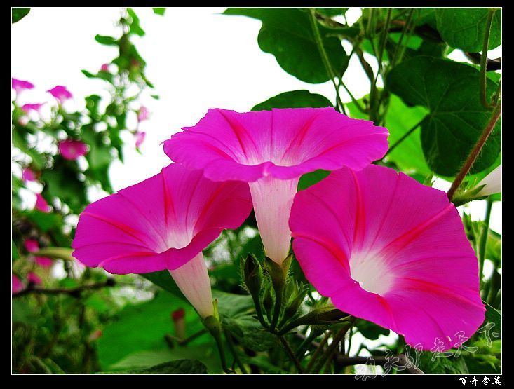 http://m.omega3-ala.com/pics/default/download/dcb40c13d18d8d8d33530ded3da2637c.jpg