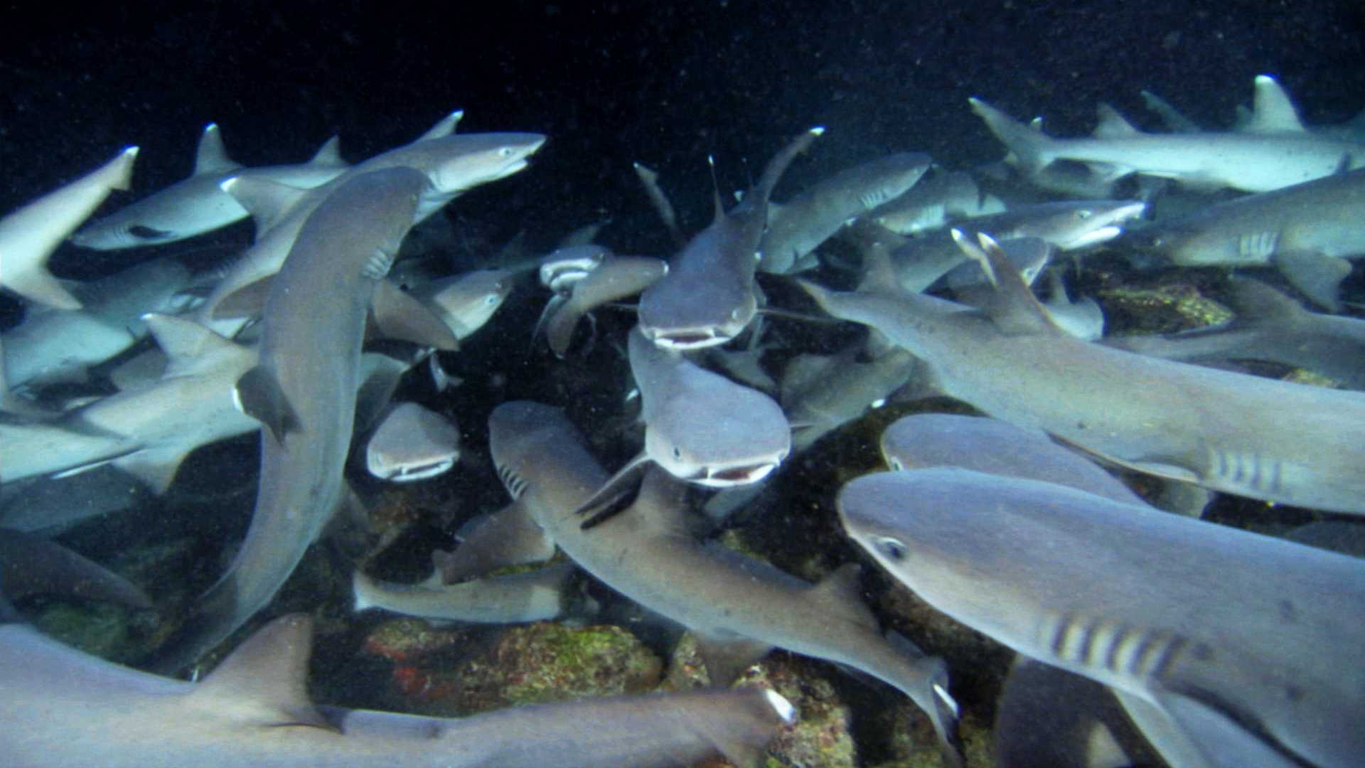 http://m.omega3-ala.com/pics/default/download/dcdc861d0cd542e8d027b394c82c259c.jpg