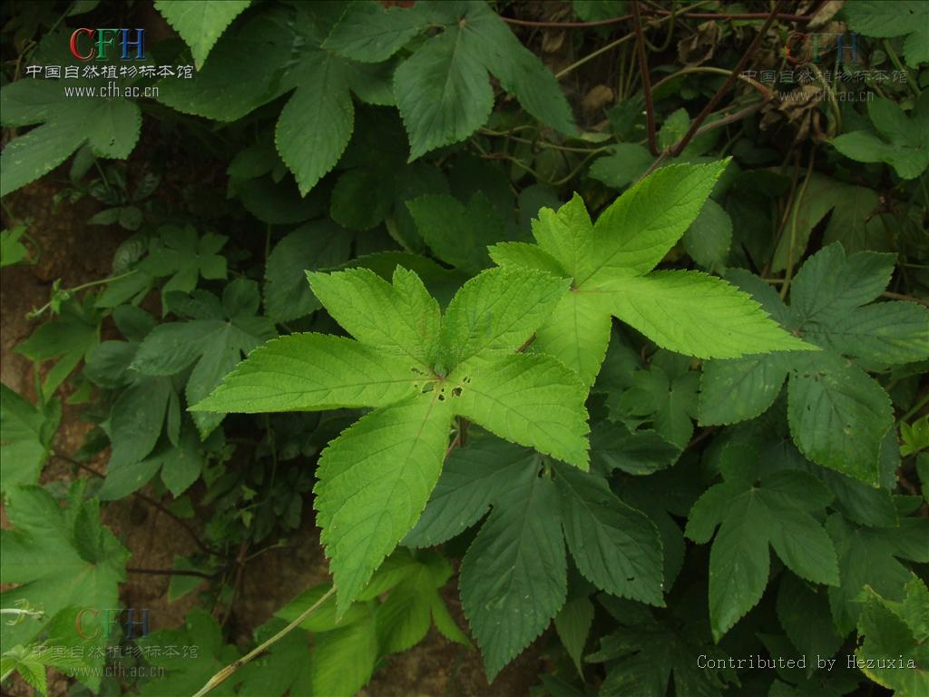 http://m.omega3-ala.com/pics/default/download/e63ef47f8c0c34424cd84607aca61fef.jpg