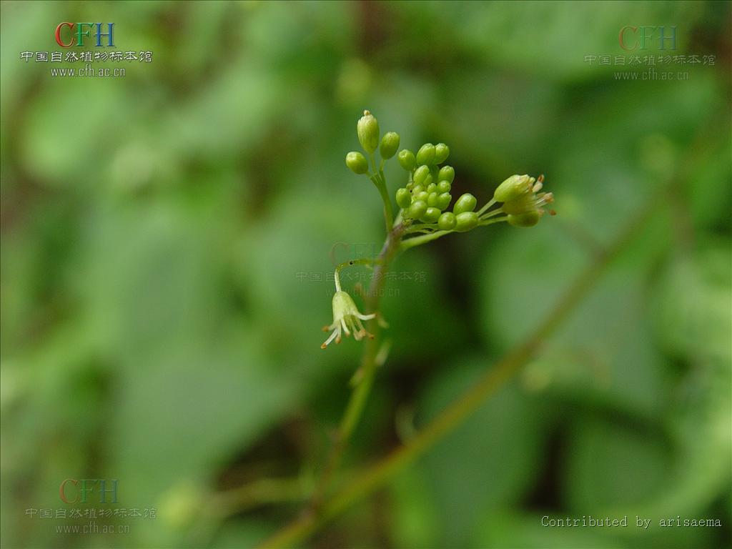 http://m.omega3-ala.com/pics/default/download/eb8b282fcd18676733e0f78e3f4e5ba6.jpg