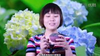 護(hù)視教程薰衣草精油的提取及使用方法