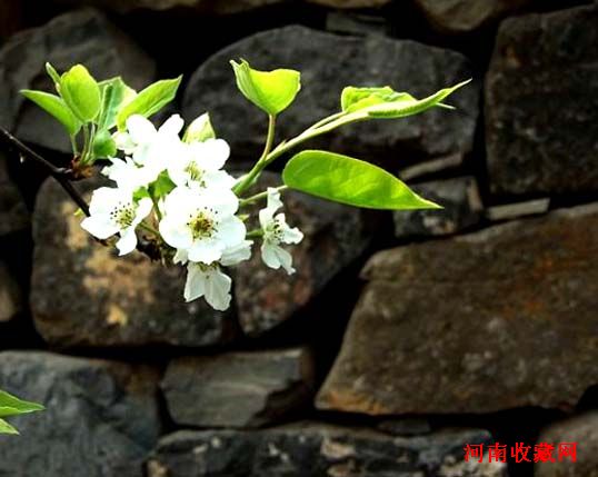http://m.omega3-ala.com/pics/default/download/f3bdca0a06924b28c602f1357d68e8e4.jpg
