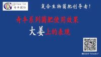 大姜—使用奇豐產品表現
