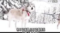 【阿拉斯加雪橇犬-Alaskan Malamute】 標(biāo)清
