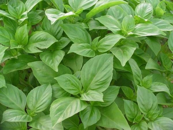 http://m.omega3-ala.com/pics/default/download/fd157009e301de024117d8b961729a5d.jpg
