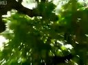 宮心計(jì)03高大人剪輯
